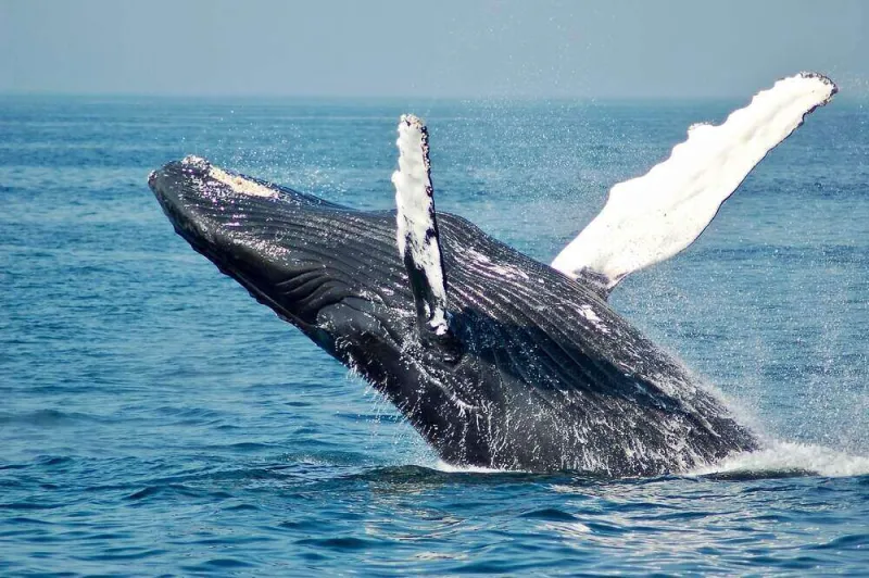 Why This Whale ‘Poop’ Is Called ‘Floating Gold’